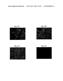 PSEUDOTYPING OF RETROVIRAL VECTORS, METHODS FOR PRODUCTION AND USE THEREOF FOR TARGETED GENE TRANSFER AND HIGH THROUGHPUT SCREENING diagram and image