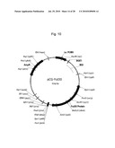 PSEUDOTYPING OF RETROVIRAL VECTORS, METHODS FOR PRODUCTION AND USE THEREOF FOR TARGETED GENE TRANSFER AND HIGH THROUGHPUT SCREENING diagram and image