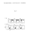 PSEUDOTYPING OF RETROVIRAL VECTORS, METHODS FOR PRODUCTION AND USE THEREOF FOR TARGETED GENE TRANSFER AND HIGH THROUGHPUT SCREENING diagram and image