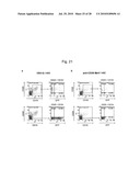 PSEUDOTYPING OF RETROVIRAL VECTORS, METHODS FOR PRODUCTION AND USE THEREOF FOR TARGETED GENE TRANSFER AND HIGH THROUGHPUT SCREENING diagram and image