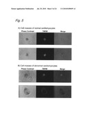 METHOD OF CONSTRUCTING MASSES OF MYOCARDIAL CELLS AND USE OF THE MYOCARDIAL CELL MASS diagram and image