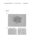 METHOD OF CONSTRUCTING MASSES OF MYOCARDIAL CELLS AND USE OF THE MYOCARDIAL CELL MASS diagram and image