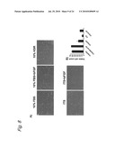 METHOD OF CONSTRUCTING MASSES OF MYOCARDIAL CELLS AND USE OF THE MYOCARDIAL CELL MASS diagram and image