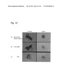 METHOD OF CONSTRUCTING MASSES OF MYOCARDIAL CELLS AND USE OF THE MYOCARDIAL CELL MASS diagram and image