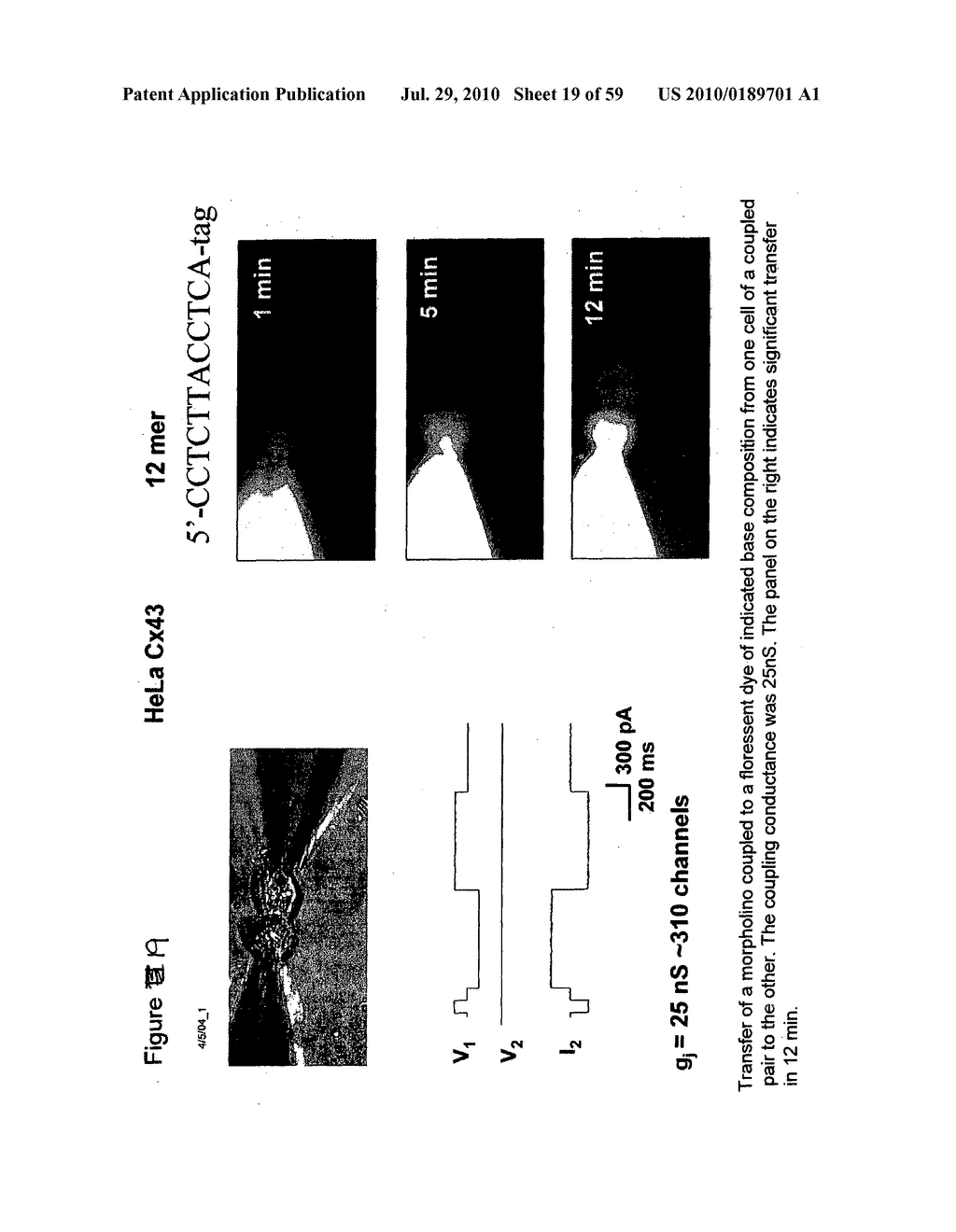 METHODS AND COMPOSITIONS TO TREAT ARRHYTHMIAS - diagram, schematic, and image 20