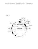 Plant Recombinant Human CTLA4IG and a Method for Producing the Same diagram and image