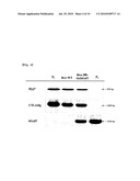 Plant Recombinant Human CTLA4IG and a Method for Producing the Same diagram and image