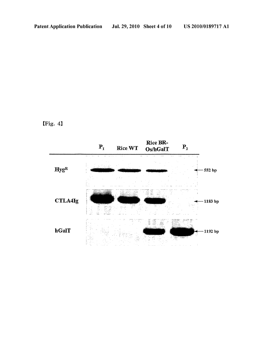 Plant Recombinant Human CTLA4IG and a Method for Producing the Same - diagram, schematic, and image 05