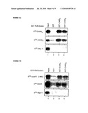 NOVEL CARD PROTEINS INVOLVED IN CELL DEATH REGULATION diagram and image