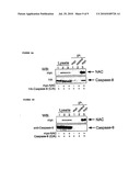 NOVEL CARD PROTEINS INVOLVED IN CELL DEATH REGULATION diagram and image