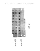 CIRCOVIRUS SEQUENCES ASSOCIATED WITH PIGLET WEIGHT LOSS DISEASE (PWD) diagram and image