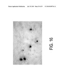 CIRCOVIRUS SEQUENCES ASSOCIATED WITH PIGLET WEIGHT LOSS DISEASE (PWD) diagram and image