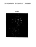 ADAPTATION OF PITMAN MOORE STRAIN OF RABIES VIRUS TO PRIMARY CHICK EMBRYO FIBROBLAST CELL CULTURES diagram and image