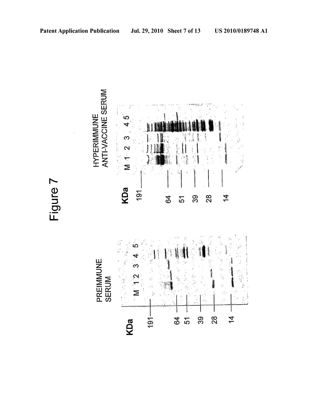 INACTIVATED STAPHYLOCOCCAL WHOLE-CELL VACCINE - diagram, schematic, and image 08