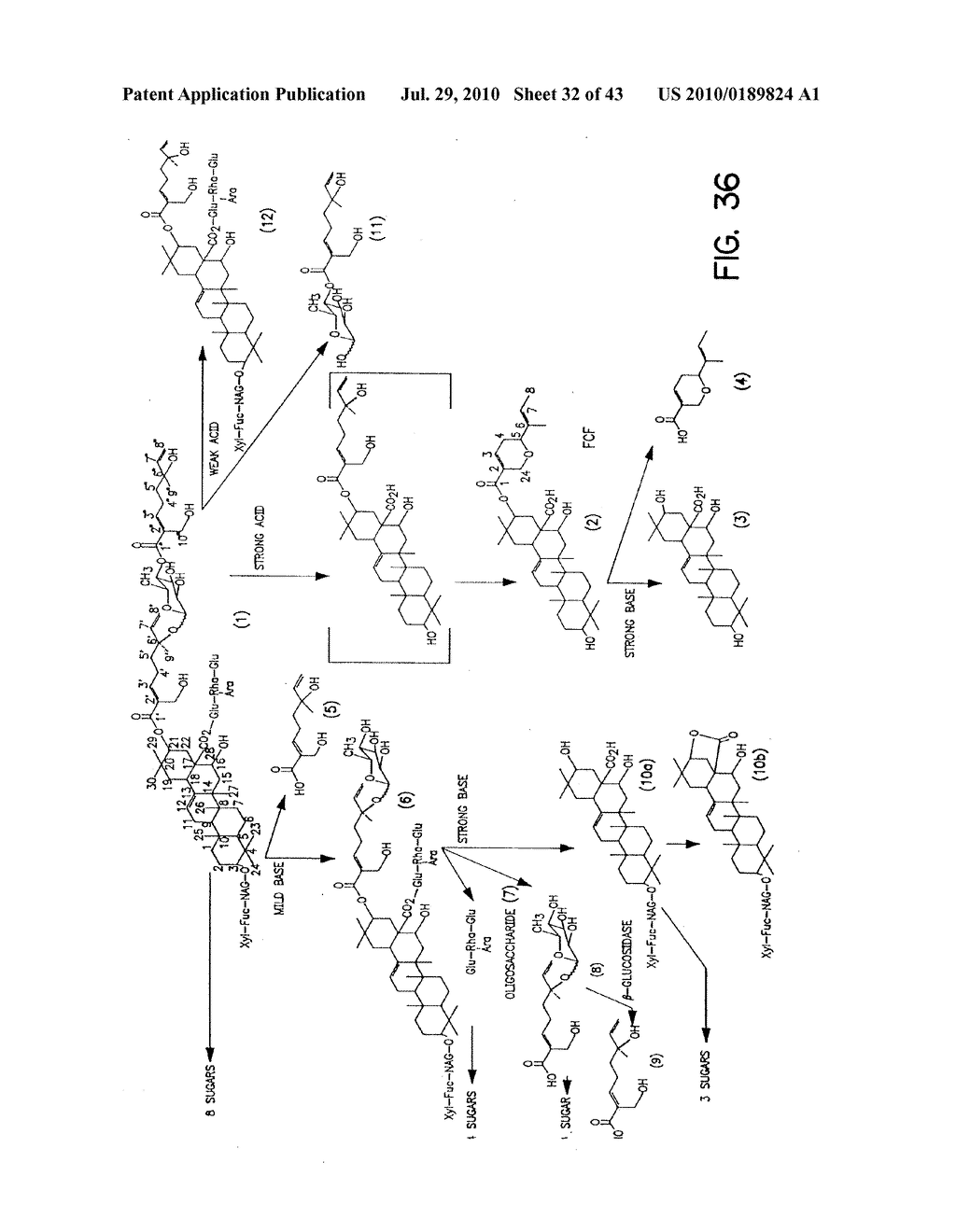 TRITERPENE COMPOSITIONS AND METHODS FOR USE THEREOF - diagram, schematic, and image 33