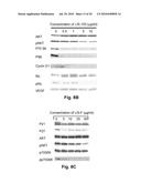 Sweet Gum Fruit Extract as a Therapeutic Agent diagram and image