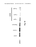 Sweet Gum Fruit Extract as a Therapeutic Agent diagram and image