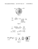 AMPHIPHILIC MAGNETIC COMPOSITE PARTICLES AND THEIR SYNTHESIS diagram and image