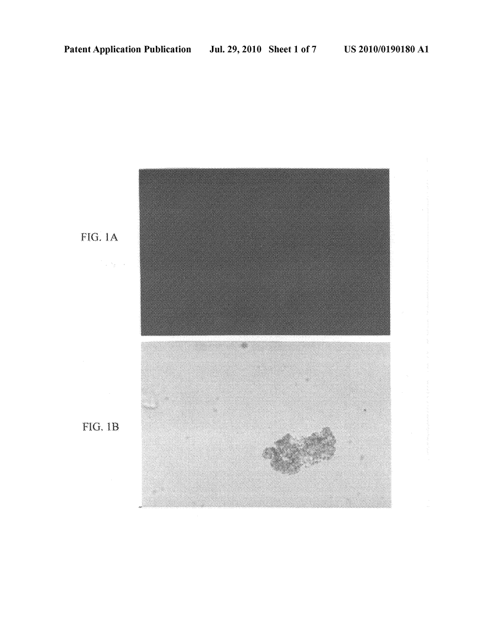 Materials and Methods for Screening, Diagnosis and Prognosis of Conditions Associated With Stat Protein Expression - diagram, schematic, and image 02