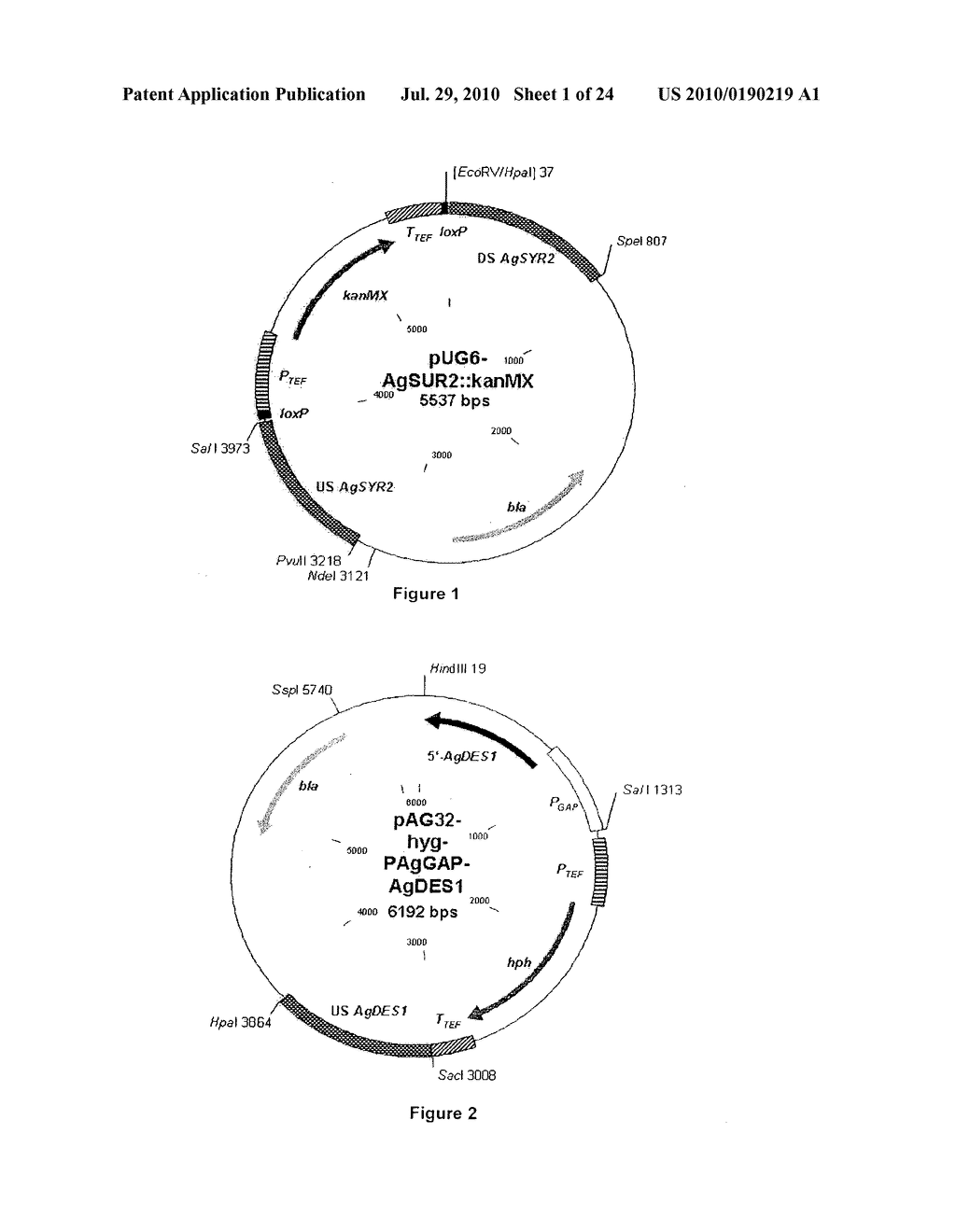 PRODUCTION OF SPHINGOID BASES USING GENETICALLY ENGINEERED MICROBIAL STRAINS - diagram, schematic, and image 02