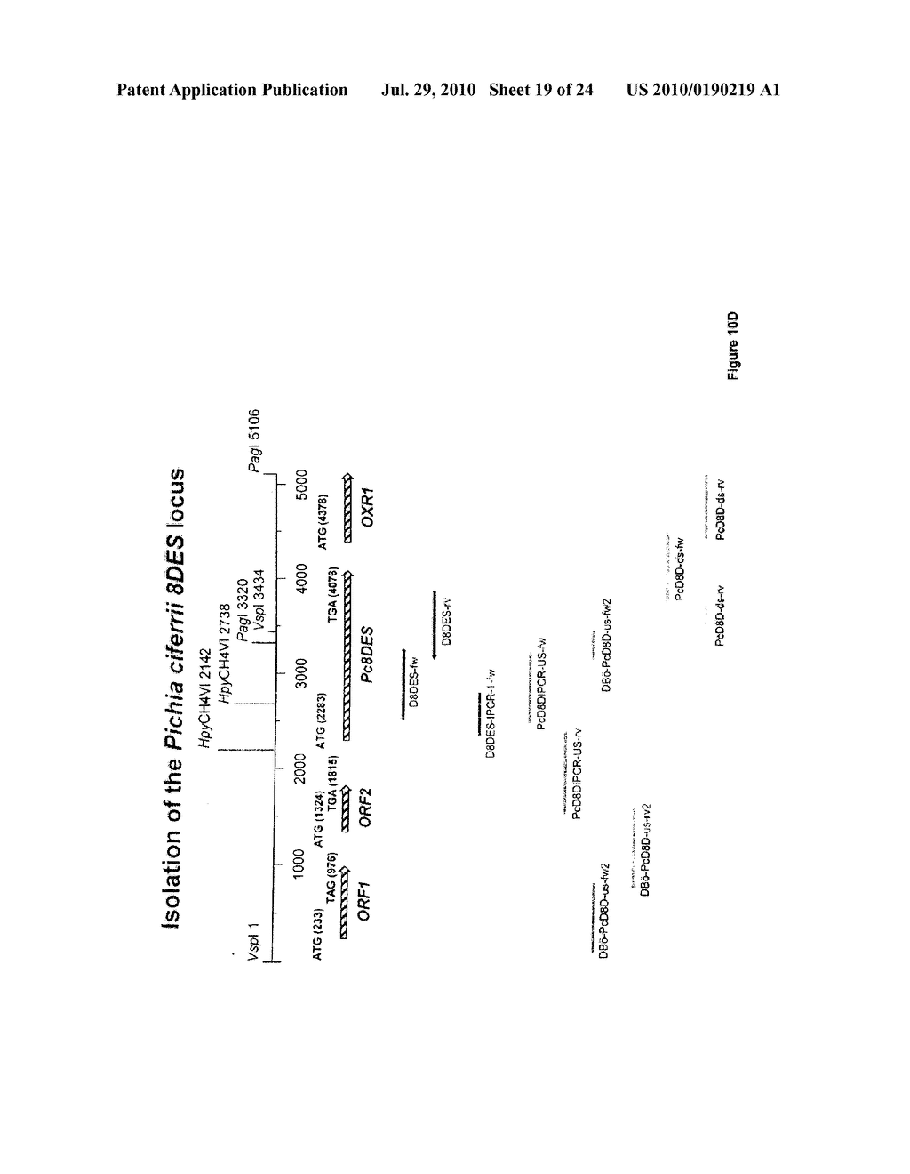 PRODUCTION OF SPHINGOID BASES USING GENETICALLY ENGINEERED MICROBIAL STRAINS - diagram, schematic, and image 20