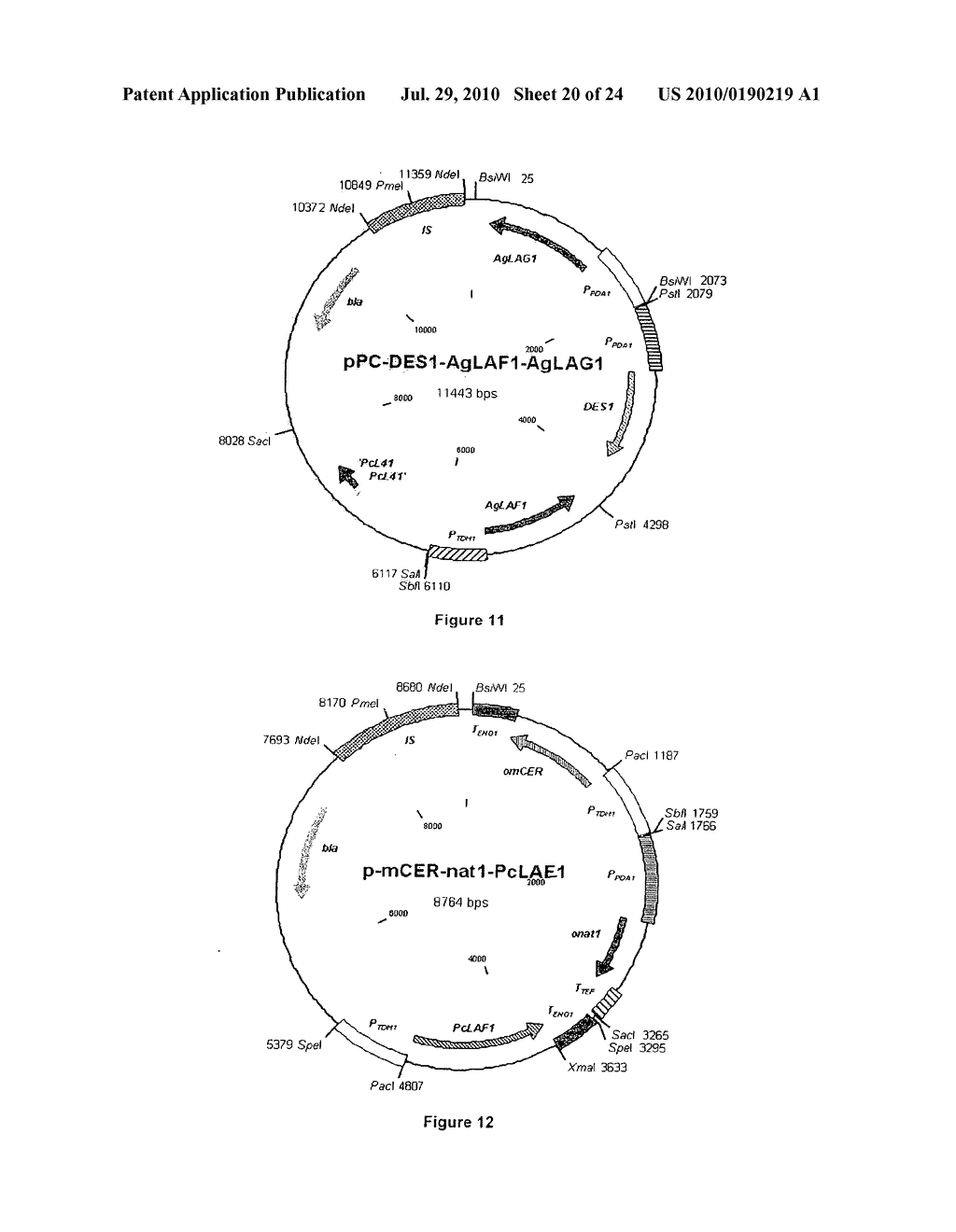 PRODUCTION OF SPHINGOID BASES USING GENETICALLY ENGINEERED MICROBIAL STRAINS - diagram, schematic, and image 21