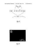 siRNA-MEDIATED GENE SILENCING WITH VIRAL VECTORS diagram and image