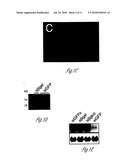 siRNA-MEDIATED GENE SILENCING WITH VIRAL VECTORS diagram and image