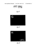 siRNA-MEDIATED GENE SILENCING WITH VIRAL VECTORS diagram and image