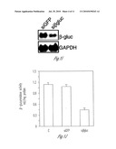 siRNA-MEDIATED GENE SILENCING WITH VIRAL VECTORS diagram and image