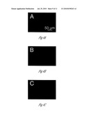 siRNA-MEDIATED GENE SILENCING WITH VIRAL VECTORS diagram and image