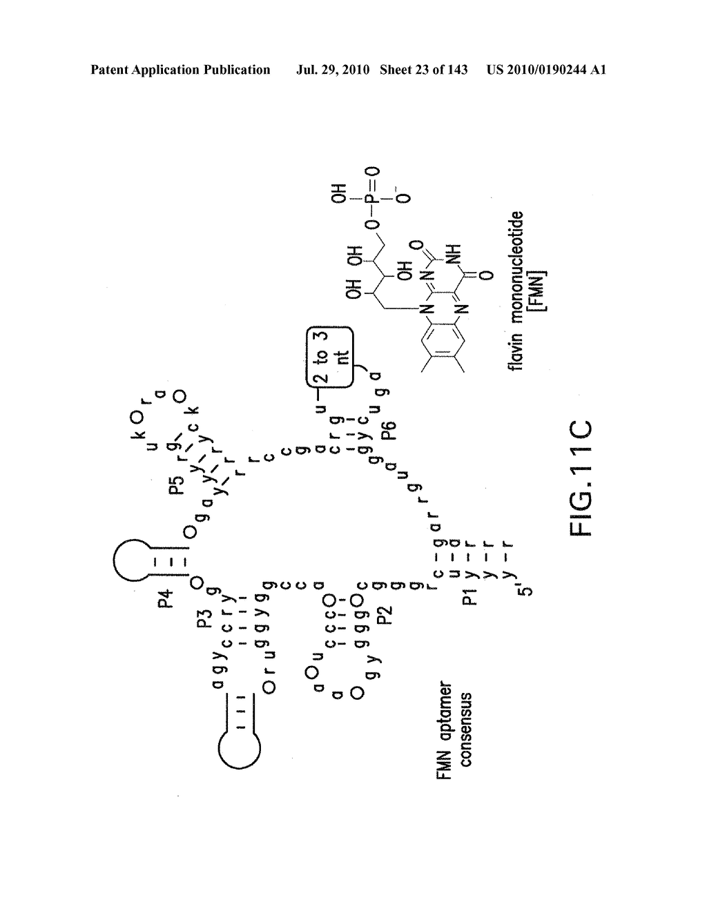 RIBOSWITCHES, METHODS FOR THEIR USE, AND COMPOSITIONS FOR USE WITH RIBOSWITCHES - diagram, schematic, and image 24