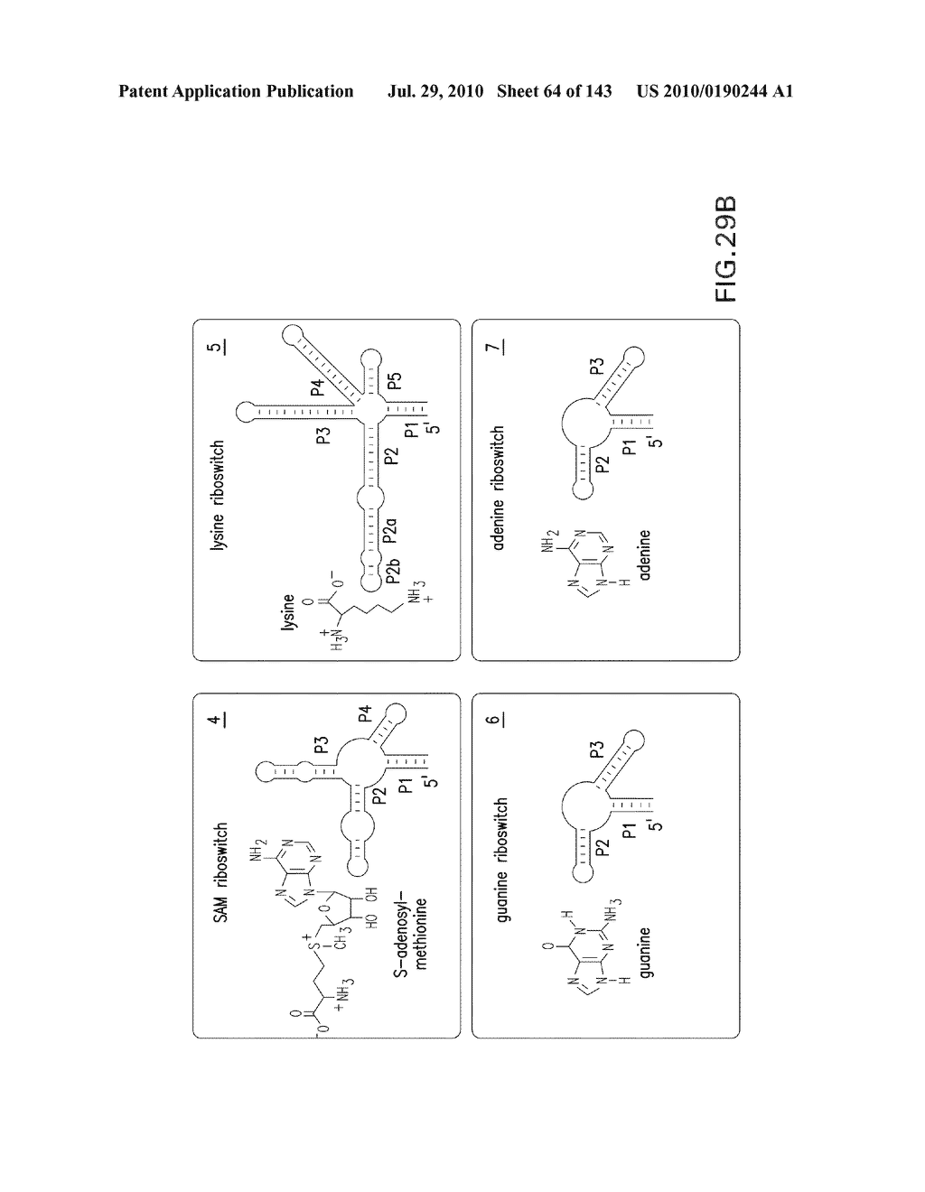 RIBOSWITCHES, METHODS FOR THEIR USE, AND COMPOSITIONS FOR USE WITH RIBOSWITCHES - diagram, schematic, and image 65