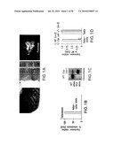 UNDERCARBOXYLATED/UNCARBOXYLATED OSTEOCALCIN INCREASES BETA-CELL PROLIFERATION, INSULIN SECRETION, INSULIN SENSITIVITY, GLUCOSE TOLERANCE AND DECREASES FAT MASS diagram and image