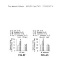 UNDERCARBOXYLATED/UNCARBOXYLATED OSTEOCALCIN INCREASES BETA-CELL PROLIFERATION, INSULIN SECRETION, INSULIN SENSITIVITY, GLUCOSE TOLERANCE AND DECREASES FAT MASS diagram and image