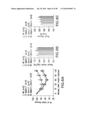 UNDERCARBOXYLATED/UNCARBOXYLATED OSTEOCALCIN INCREASES BETA-CELL PROLIFERATION, INSULIN SECRETION, INSULIN SENSITIVITY, GLUCOSE TOLERANCE AND DECREASES FAT MASS diagram and image