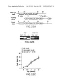 UNDERCARBOXYLATED/UNCARBOXYLATED OSTEOCALCIN INCREASES BETA-CELL PROLIFERATION, INSULIN SECRETION, INSULIN SENSITIVITY, GLUCOSE TOLERANCE AND DECREASES FAT MASS diagram and image