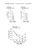 UNDERCARBOXYLATED/UNCARBOXYLATED OSTEOCALCIN INCREASES BETA-CELL PROLIFERATION, INSULIN SECRETION, INSULIN SENSITIVITY, GLUCOSE TOLERANCE AND DECREASES FAT MASS diagram and image