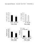 UNDERCARBOXYLATED/UNCARBOXYLATED OSTEOCALCIN INCREASES BETA-CELL PROLIFERATION, INSULIN SECRETION, INSULIN SENSITIVITY, GLUCOSE TOLERANCE AND DECREASES FAT MASS diagram and image