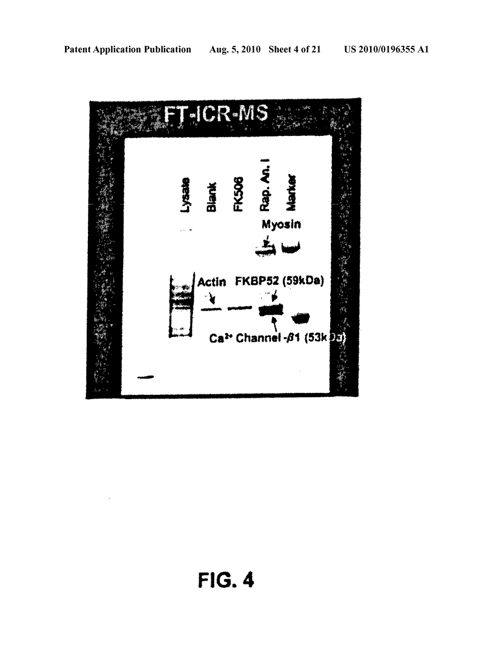 Immunophilin Ligands and Methods for Modulating Immunophilin and Calcium Channel Activity - diagram, schematic, and image 05