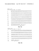 Method of inhibition of vascular development using an antibody diagram and image