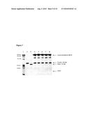 Methods For Screening Candidate Agents For Modulating Prorenin And Renin, Assays for Detecting Prorenin And Antibodies diagram and image