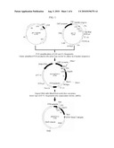 FUSION PROTEIN OF IMMUNOGLOBULIN FC AND HUMAN APOLIPOPROTEIN(A) KRINGLE FRAGMENT diagram and image