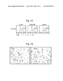 Removal promoters and inhibitor for apoptosis cells in vivo diagram and image