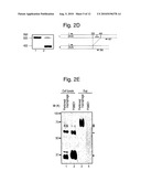 Removal promoters and inhibitor for apoptosis cells in vivo diagram and image