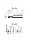 Removal promoters and inhibitor for apoptosis cells in vivo diagram and image