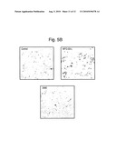 Removal promoters and inhibitor for apoptosis cells in vivo diagram and image