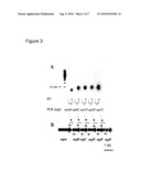 Nontypeable Haemophilus Influenzae Virulence Factors diagram and image