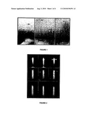 SHIGELLA IPAD PROTEIN AND ITS USE AS A VACCINE AGAINST SHIGELLA INFECTION diagram and image