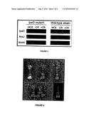 SHIGELLA IPAD PROTEIN AND ITS USE AS A VACCINE AGAINST SHIGELLA INFECTION diagram and image